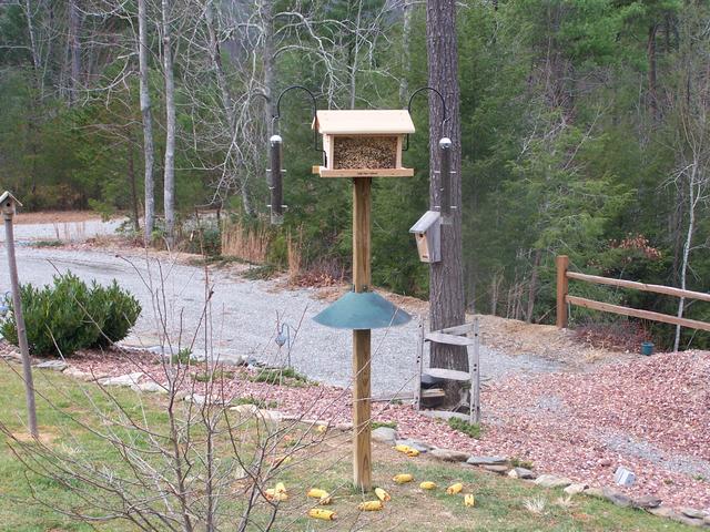 I Took This Picture Of The New Bird Feeder I Put Up. It Has Been Torn Down 4 Times By A Bear And This Last Time The Wind of 40mp