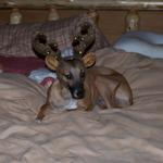 Check Out Klaire With Her New Antlers! Deer Dog!