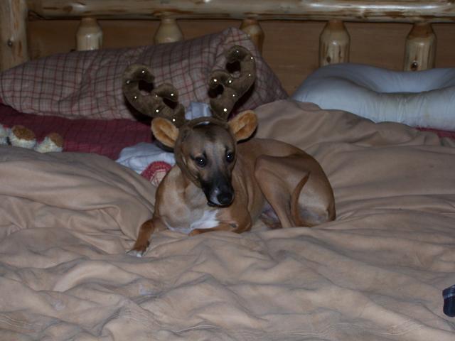 Check Out Klaire With Her New Antlers! Deer Dog!
