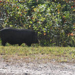 I Think This Is One Of Our Neighbors Across The Ridge. His Name Is Ernest T. Boar.