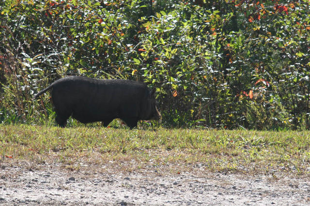 I Think This Is One Of Our Neighbors Across The Ridge. His Name Is Ernest T. Boar.
