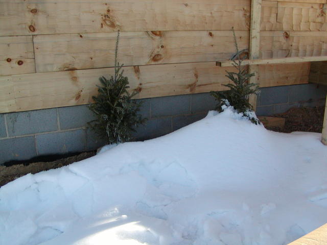 Fraser Fir Trees We Bought To Plant