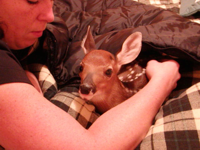 Baby Deer We Found Abandaned In June 2003. Now Living At Beech Mountain.