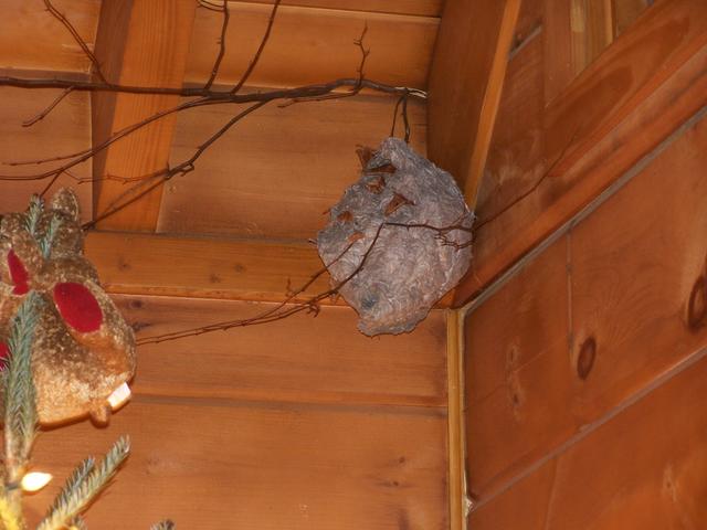 Leave The House For A Week And The Hornets Build A Nest. Why Do You Think We Call It Critters Cove?