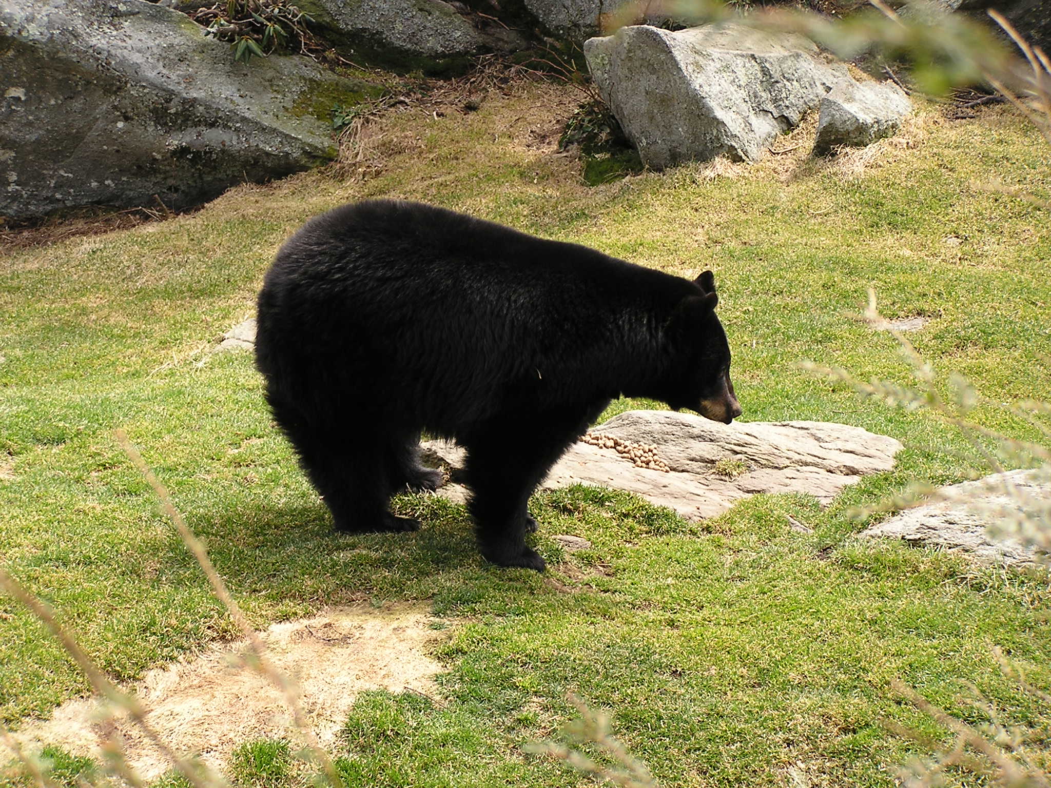 Bear Den at Grandfather Mountain